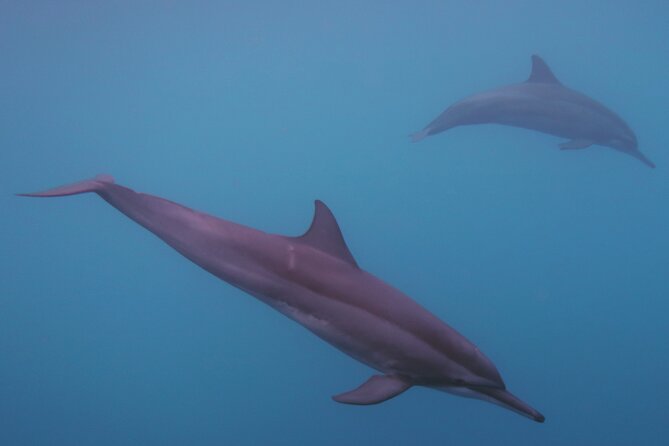 Private tour observing and swimming with humpback whales in Moorea - July to November is whale time