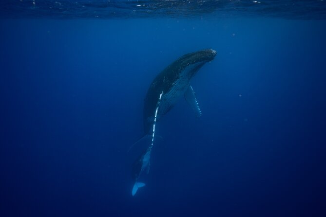 Private tour whale watching and snorkeling in Moorea - Why Moorea is a strong place for whale watching