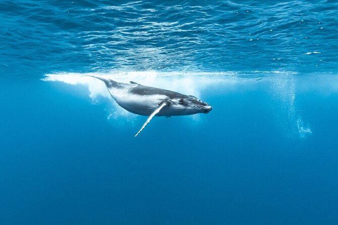 Private tour whale watching and snorkeling in Moorea - What the private format adds