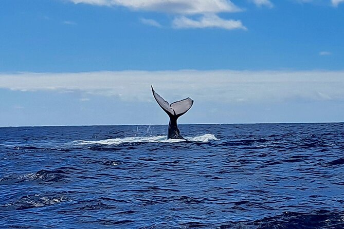 Private tour whale watching and snorkeling in Moorea - Safety and animal welfare are central, not decorative