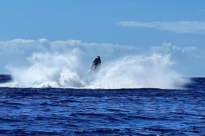 Private tour whale watching and snorkeling in Moorea - Who will enjoy this Moorea whale tour most
