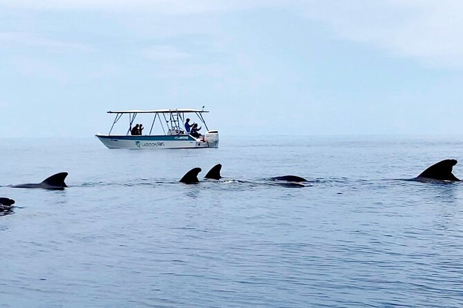 Private tour whale watching and snorkeling in Moorea - Booking, cancellation, and practical details