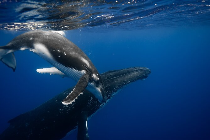 Private tour whale watching and snorkeling in Moorea - A four-hour boat trip with room to adjust