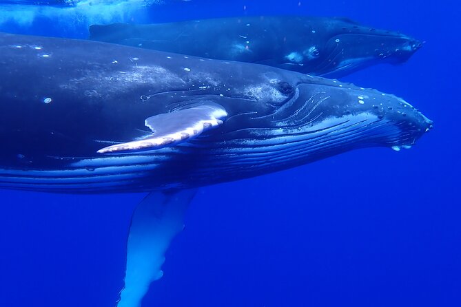 Private Tour Whale Watching Half Day Tour - Meeting the crew at Moorea Marina