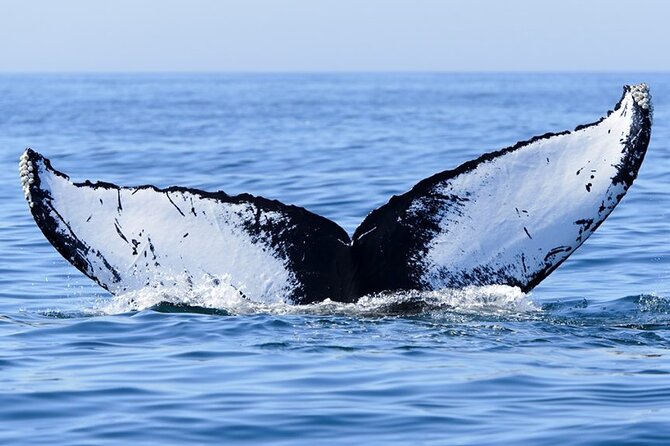 Private Tour Whale Watching Half Day Tour - More than whales: dolphins, sperm whales, and seabirds