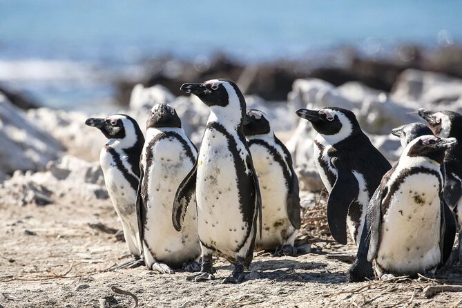 Private Tour: Whale Watching Shared Boat Trip from Cape Town - From Cape Town over Sir Lowry’s Pass