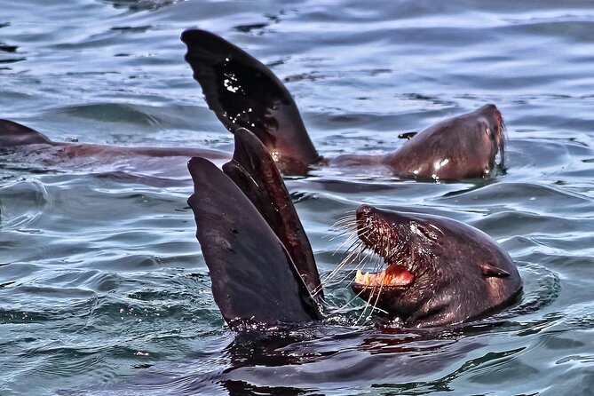 Private Tour: Whale Watching Shared Boat Trip from Cape Town - Houw Hoek and the road into Hermanus