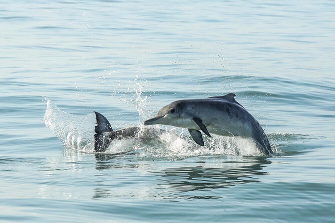 Private Tour: Whale Watching Shared Boat Trip from Cape Town - Stony Point’s penguins at Betty’s Bay