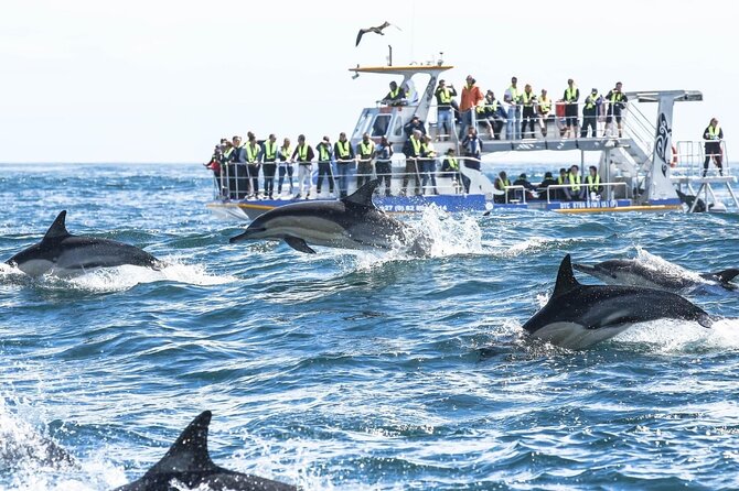 Private Tour: Whale Watching Shared Boat Trip from Cape Town - What the $176 price includes