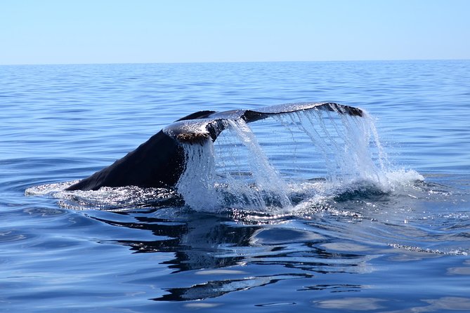 PRIVATE Whale Watch Tour | Cabo San Lucas | Biologist | FREE Pics - Meeting at Marina Cabo San Lucas