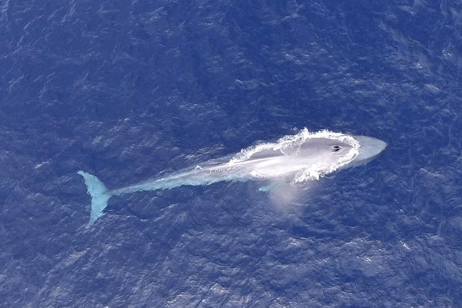 PRIVATE Whale Watch Tour | Cabo San Lucas | Biologist | FREE Pics - What the Marine Biologist Adds