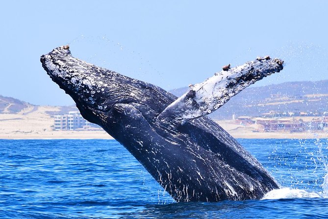 PRIVATE Whale Watch Tour | Cabo San Lucas | Biologist | FREE Pics - Whale Encounters and the Free Photos