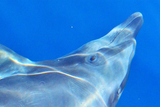 PRIVATE Whale Watch Tour | Cabo San Lucas | Biologist | FREE Pics - Boat Comfort and What to Bring