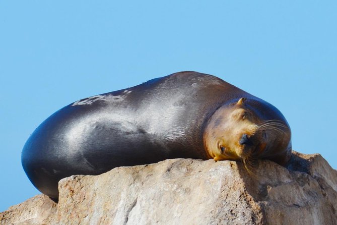 PRIVATE Whale Watch Tour | Cabo San Lucas | Biologist | FREE Pics - The Best Time to Book