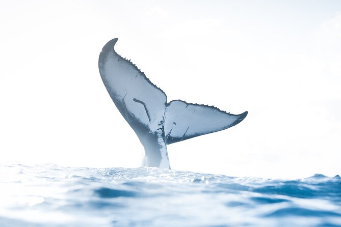 Private Whale Watching Activity: 6 passengers max - Key Details Before You Book