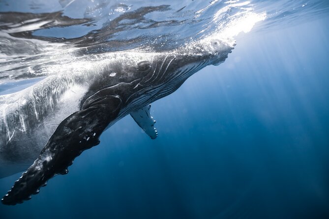 Private Whale Watching Activity: 6 passengers max - December Through April Is the Important Window