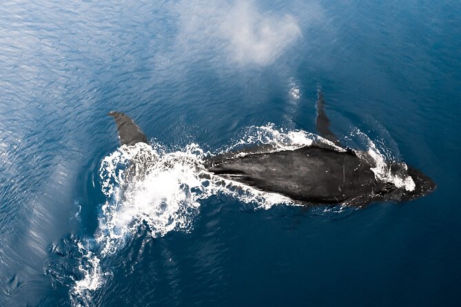 Private Whale Watching Activity: 6 passengers max - The Value of $500 for a Private Group