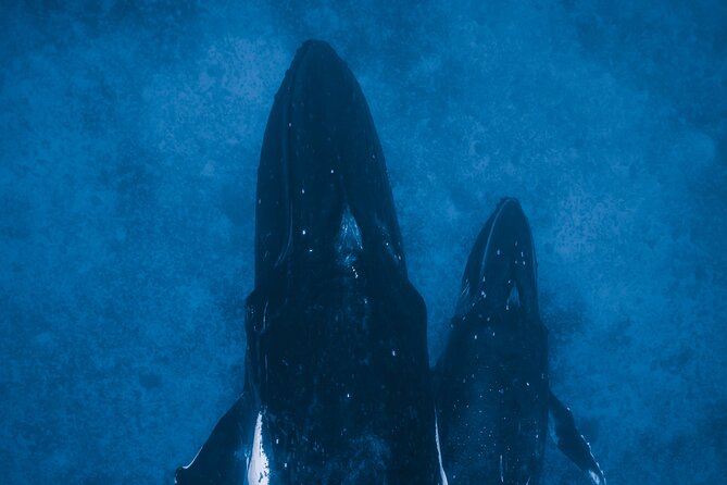 Private Whale Watching Activity: 6 passengers max - Weather, Cancellation, and What to Pack