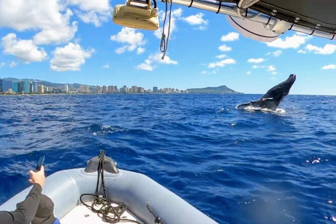 Private Whale Watching Adventure - Searching for whales in open water