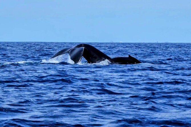 Private Whale Watching Adventure - Dolphins, turtles, and a monk seal