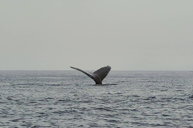 Private Whale Watching Adventure - Morning or afternoon, and what to bring