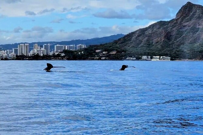 Private Whale Watching Adventure - Who will enjoy this boat most?