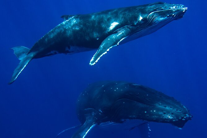Private Whale Watching Adventure in Mo'orea - Why this Moorea whale trip feels different
