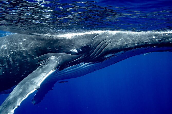 Private Whale Watching Adventure in Mo'orea - Watching humpbacks from the boat