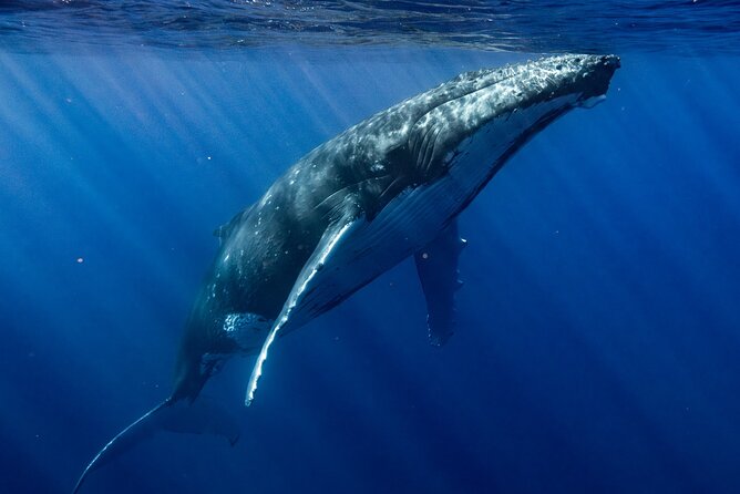 Private Whale Watching Adventure in Mo'orea - What the private format adds