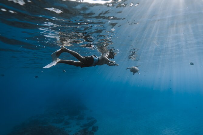 Private Whale Watching and Coastal Swimming Tour Honolulu - A boat made for your group