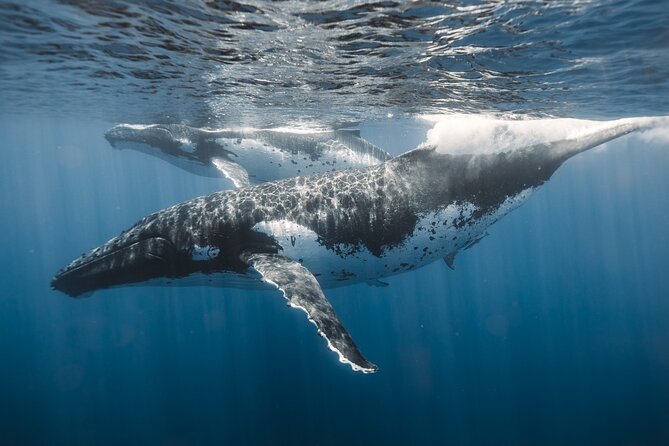 Private Whale Watching and Coastal Swimming Tour Honolulu - What the crew adds to the outing