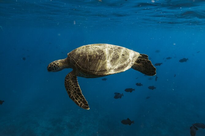 Private Whale Watching and Coastal Swimming Tour Honolulu - Comfort, supplies, and what to pack