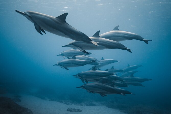 Private Whale Watching and Coastal Swimming Tour Honolulu - Waikiki and Diamond Head from the water