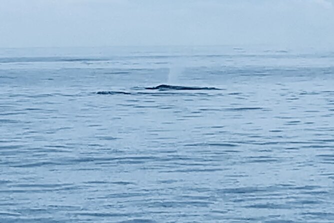 Private Whale Watching and Dolphin Excursion - Key points to know before booking