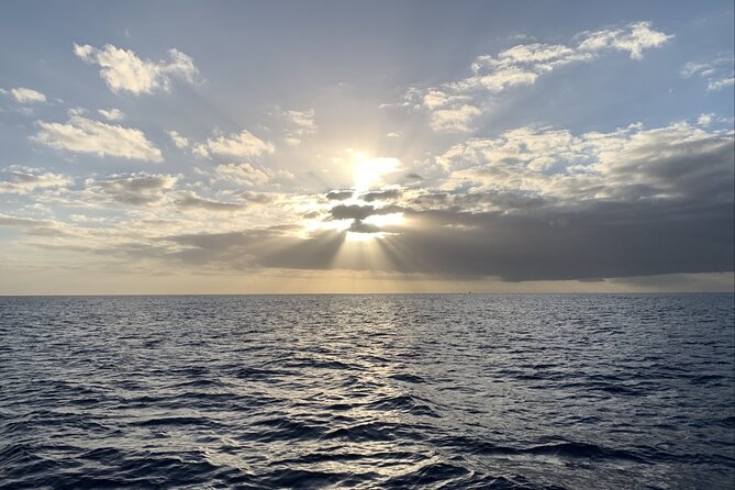 Private Whale Watching and Dolphin Excursion - A private boat instead of a crowded harbor cruise