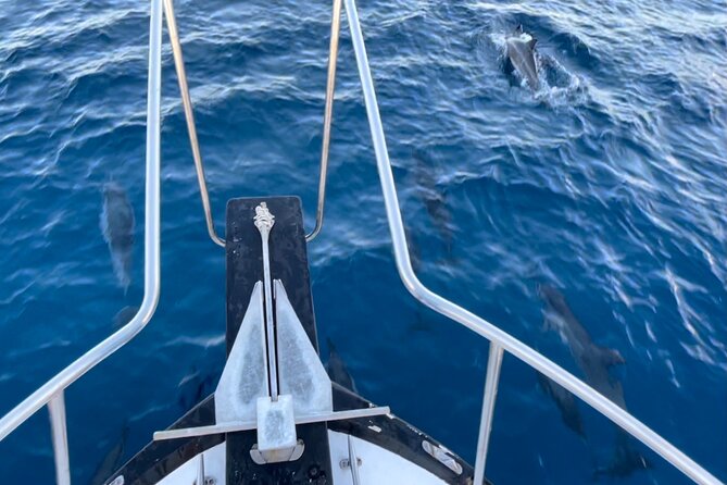 Private Whale Watching and Dolphin Excursion - Boat quality and captain experience matter