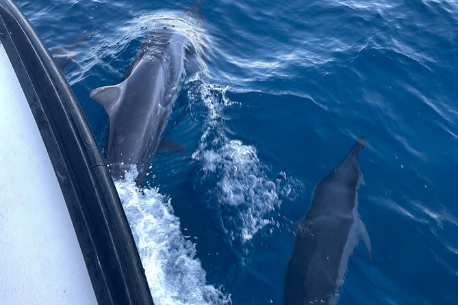 Private Whale Watching and Dolphin Excursion - Should you book the private Oahu whale trip?