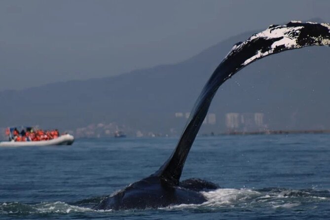 Private whale watching in Puerto Vallarta for 3 Hours - Key points to know before booking