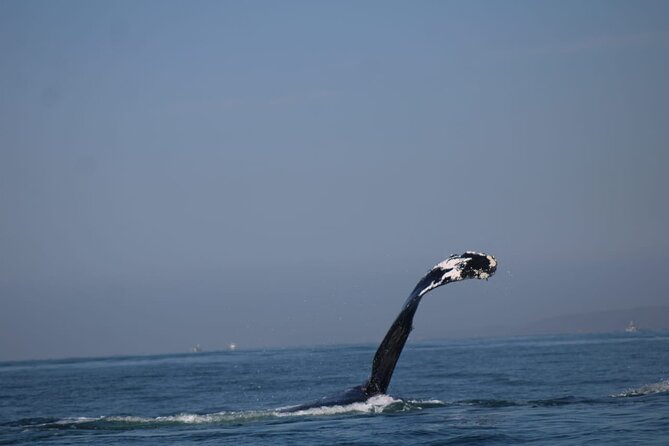 Private whale watching in Puerto Vallarta for 3 Hours - Searching the Bay of Banderas for whales