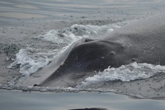 Private whale watching in Puerto Vallarta for 3 Hours - Why three hours may be the right length