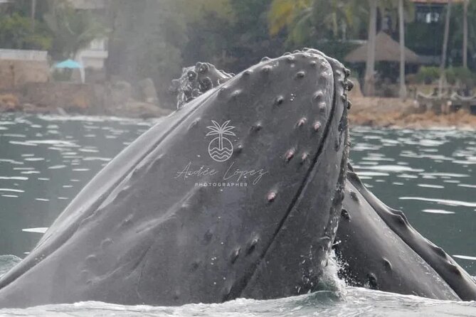 Private whale watching in Puerto Vallarta for 3 Hours - The value of $315 for a private group