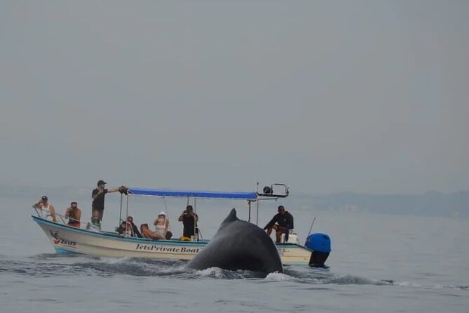 Private whale watching in Puerto Vallarta for 3 Hours - What to bring and what is provided