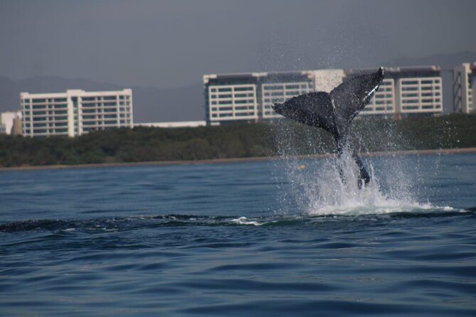 Private whale watching in Puerto Vallarta for 3 Hours - Wildlife sightings and realistic expectations
