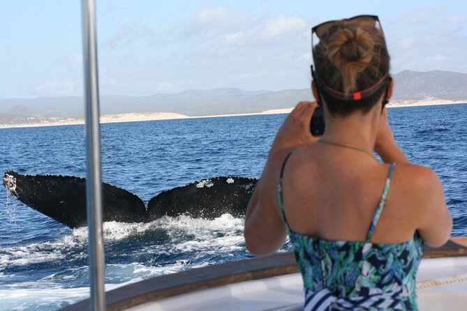 Private Whale Watching in San José del Cabo - Key points at a glance