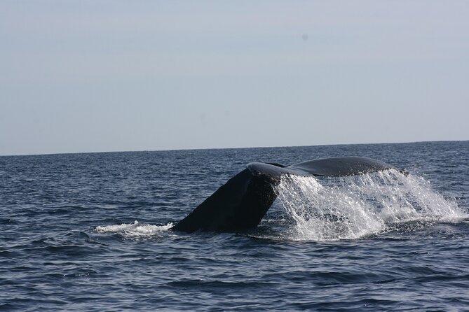 Private Whale Watching in San José del Cabo - Why this private boat trip feels different