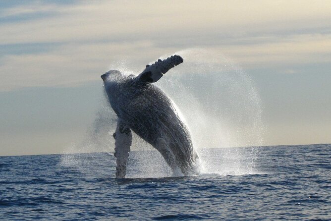 Private Whale Watching in San José del Cabo - The boat, shade, and viewing space