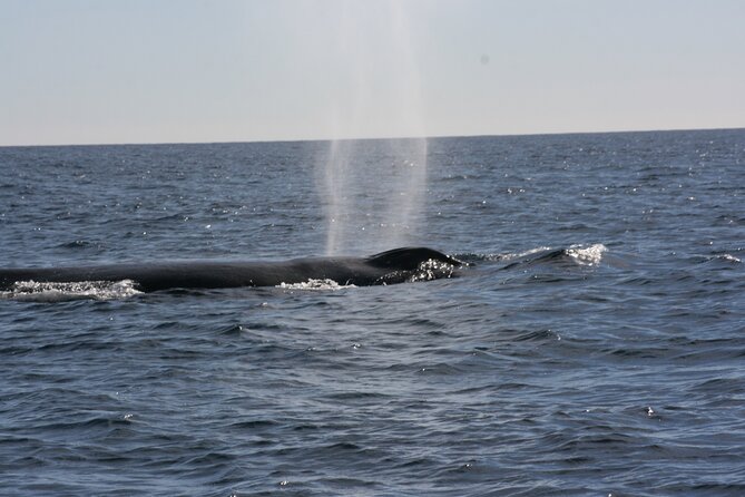 Private Whale Watching in San José del Cabo - Guides who add more than narration