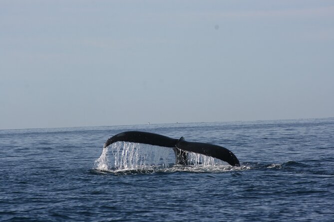 Private Whale Watching in San José del Cabo - Morning or afternoon: choosing your departure