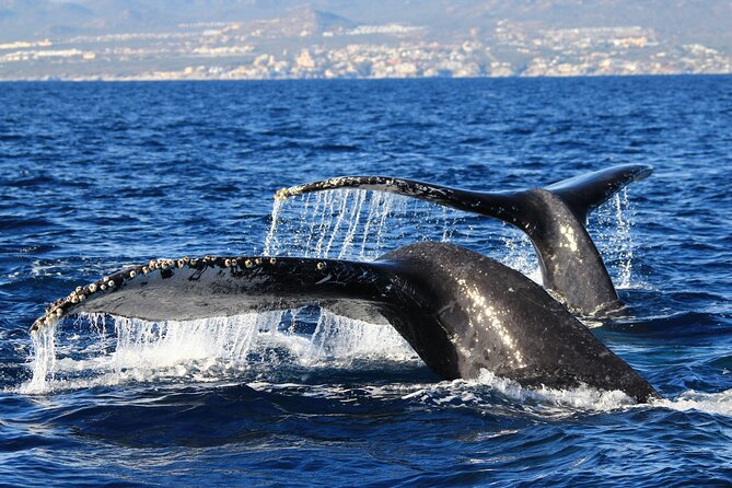 Private Whale Watching in San José del Cabo - The San José del Cabo meeting point