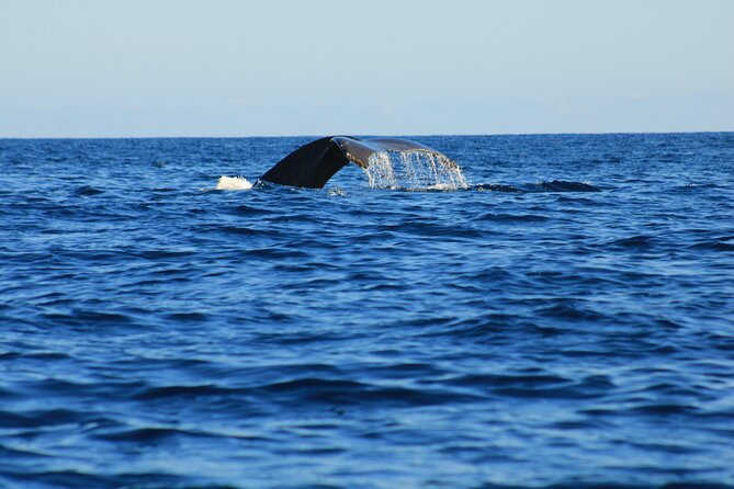 Private Whale Watching in San Jose Del Cabo snack,drinks,Warranty - Setting Out From Mantarraya Near La Marina Inn